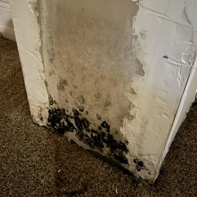 Professional Mold Removal in Annville, KY